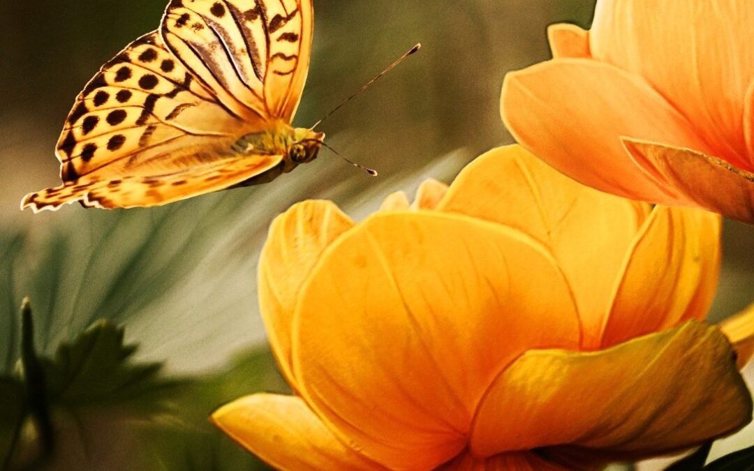 flowersbackgroundbutterfliesbeautiful87452 Mastering Ascension