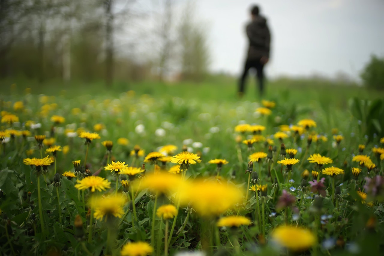 Deeply rooted beliefs - green field with dandelions thriving and a blurred image of a man in the background