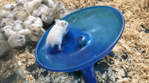 Soul vs ego - roborovski hamsters running on a spinning disc