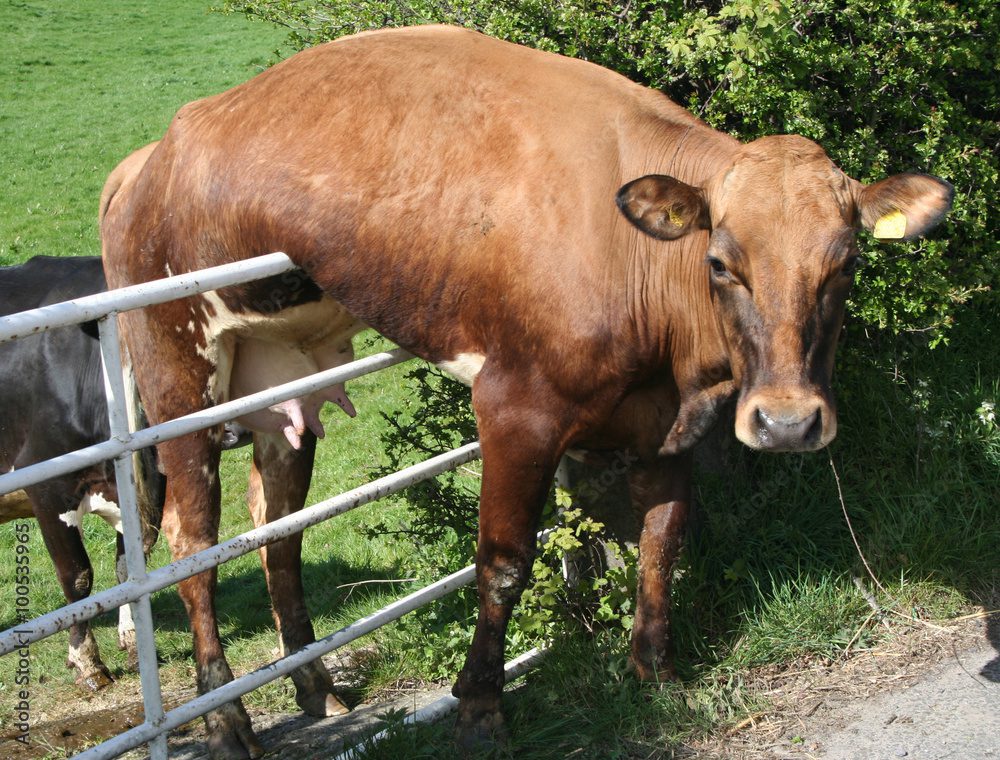Feeling stuck - brown cow stuck over a metal gate
